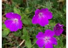 4 Cranesbill.jpg